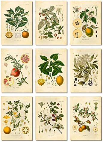 Vintage Botanik Baskılar | Ink Inc. ' den Meyve Duvar Sanatı. | Mutfak Dekoru / Limon Elma Portakal Nar Kiraz Mürver