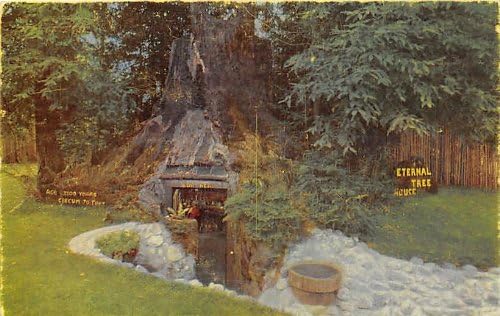 Sekoya Ormanı, Kaliforniya Kartpostalı
